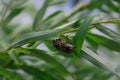 Flowers and beetle summer trees leaf