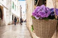Flowers at the beginning of spring in the alleys of the old town of Dubrovnik Royalty Free Stock Photo