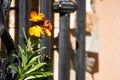 Flowers behind bars Royalty Free Stock Photo
