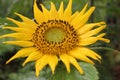 sunflowers shine bright