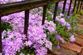 Flowers behind iron fence