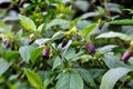 Flowers of belladonna - Atropa belladonna - by the wayside in summer, Bavaria, Germany, Europa