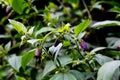 Flowers of belladonna - Atropa belladonna - by the wayside in summer, Bavaria, Germany, Europa