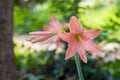 Flowers Belladonna Lily Amaryllis Belladonna in the garden