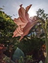 Flowers Belladonna Lily (Amaryllis Belladonna) in the garden.