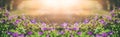 Flowers bells of the field background. Spring landscape. Toning. Royalty Free Stock Photo