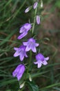 Flowers bells Royalty Free Stock Photo