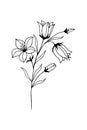 flowers bells on a white background hand-drawn, vector illustrations. Coloring book