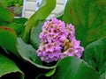 Flowers a bergenia the herb blossoms in the spring, flowers