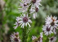 Flowers of Berkheya purpurea blooming in the summer Royalty Free Stock Photo