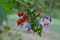 Flowers and berries of Bittersweet