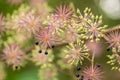 Flowers and berries of spikenard, Aralia cordata Royalty Free Stock Photo