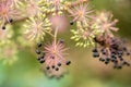 Flowers and berries of spikenard, Aralia cordata