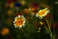 Flowers at the Biblioteca degli Alberi, Milan, Italy