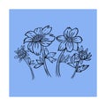 Flowers bidens on blue background. Medical plant with flowers and leaves. Outline style