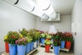 Flowers in storage