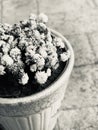 Flowers in big pot in black and white