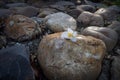 Flowers on big rocks Make a background image