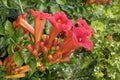 Flowers of bignonia