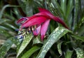 Flowers Billbergia drooping or Tears of the Queen