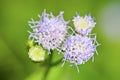 Flowers of Billy Goat Weed ( Ageratum conyzoides ) Royalty Free Stock Photo