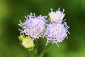 Flowers of Billy Goat Weed ( Ageratum conyzoides )