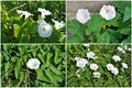 Flowers, bindweed, set