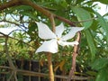 The flowers of the Bintaro tree or Cerbera Manghas are white and the leaves are green