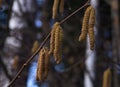 Flowers of birch on little birch branchlet