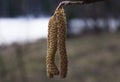 Flowers of birch on little birch branchlet