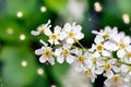 Flowers bird cherry on a green background.