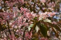 Flowers of bird cherry in park at spring