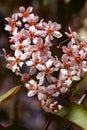 Flowers of bird cherry in park at spring