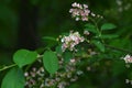 Flowers of bird cherry (Prunus padus) on a background of green leaves in spring. One Flower flies from the branch. Royalty Free Stock Photo