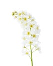 Flowers of Bird Cherry Prunus Padus isolated on white background Royalty Free Stock Photo