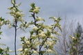 Flowers bird cherry