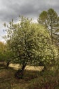 Flowers bird cherry