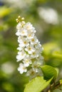 Flowers of bird cherry on a sunny spring day