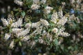 Bird Cherry Tree in Blossom Royalty Free Stock Photo