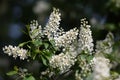 Bird Cherry Tree in Blossom Royalty Free Stock Photo