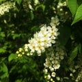 Flowers bird cherry tree. Blossoming blooming bird cherry against green background