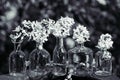 Flowers bird cherry in a vase on a background of the spring landscape. Spring flowers background.