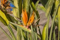 Flowers bird of paradise background