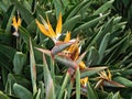 Flowers Birds of Paradise, Madeira, Portugal Royalty Free Stock Photo