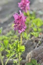 Flowers of birthwort Corydalis buschii 7 Royalty Free Stock Photo