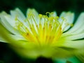 The flowers of bitter lettuce are so beautiful Royalty Free Stock Photo