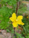 Flowers from the bitter melon plant, in Rubia hamlet, Anjangg sub-district, Indonesia