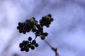 Flowers (black berries) Royalty Free Stock Photo