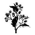 Flowers - black Burdock on the white background. Medical plant.