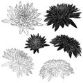 Flowers in black isolated on white background. Floral elements in contour style with Japanese national flower chrysanthemum Royalty Free Stock Photo